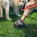La empresa que transforma los excrementos de mascotas en abono ecológico