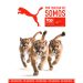 PUMA reafirma su liderazgo en Latinoamérica al ser reconocido como Top Employer 2025