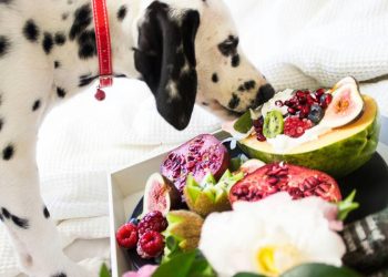 Picart lanza nuevas opciones para la salud integral de las mascotas