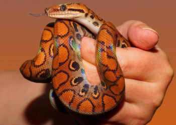 Posibles riesgos zoonóticos por la preferencia de mascotas exóticas en España