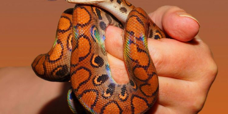 Posibles riesgos zoonóticos por la preferencia de mascotas exóticas en España