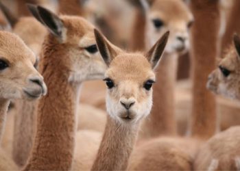 La firma italiana Loro piana impulsa la fibra de vicuña argentina