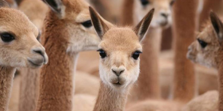 La firma italiana Loro piana impulsa la fibra de vicuña argentina