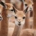 La firma italiana Loro piana impulsa la fibra de vicuña argentina