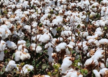 Bangladesh: el nuevo gigante del algodón