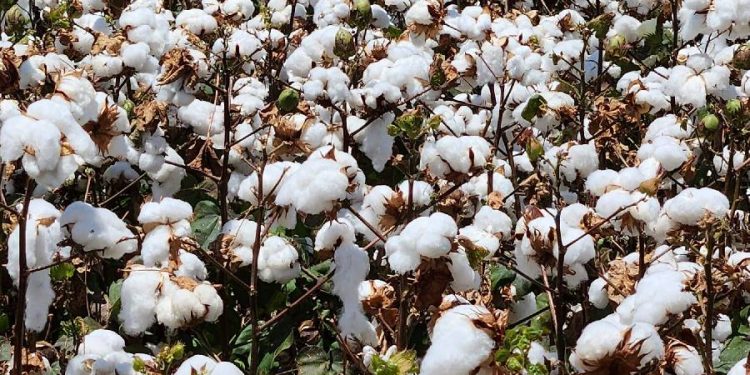 Bangladesh: el nuevo gigante del algodón