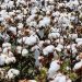 Bangladesh: el nuevo gigante del algodón
