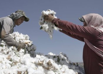 Explosión en la producción de algodón: ¿Tiempo de crisis de precios?