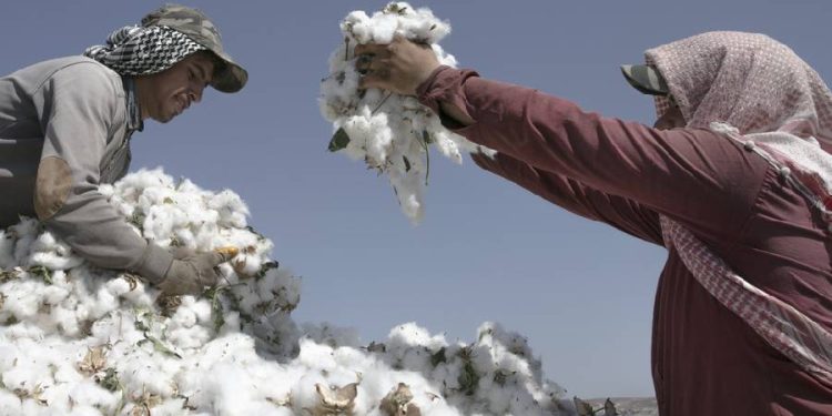 Explosión en la producción de algodón: ¿Tiempo de crisis de precios?