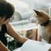 La experiencia única de tomar café con tu mascota en Lomas