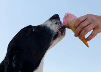 Goyo’s: La heladería artesanal que mima a perros y gatos con un toque especial