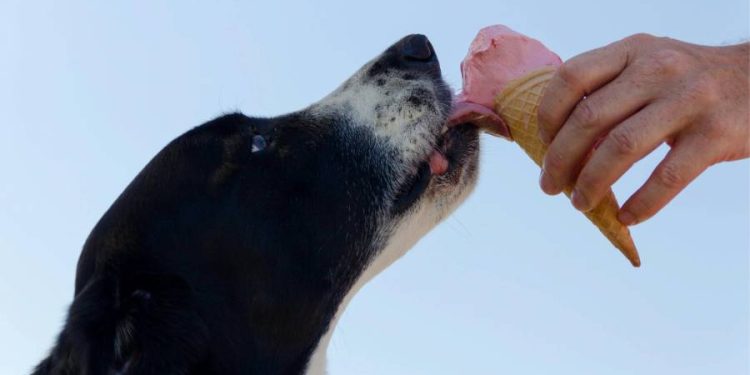 Goyo’s: La heladería artesanal que mima a perros y gatos con un toque especial