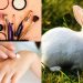 testeo en animales cruelty free cosméticos