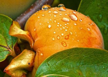 Uruguay amplía su mercado agroexportador con la habilitación del caqui fresco en Brasil
