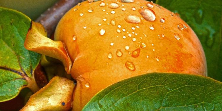 Uruguay amplía su mercado agroexportador con la habilitación del caqui fresco en Brasil