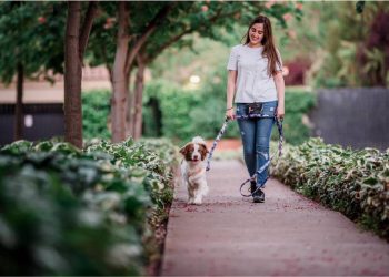 La música y la educación canina: Una valiosa conexión