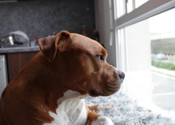 La segunda oportunidad de un pitbull: Una historia que emociona
