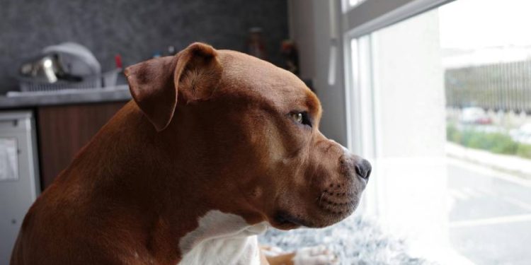 La segunda oportunidad de un pitbull: Una historia que emociona