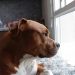 La segunda oportunidad de un pitbull: Una historia que emociona