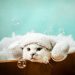 Zane’s Cafe & Pet Spa lanza un nuevo menú de matcha de grado ceremonial