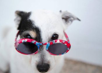 AniMALL: La tienda online líder en el cuidado integral de mascotas en México