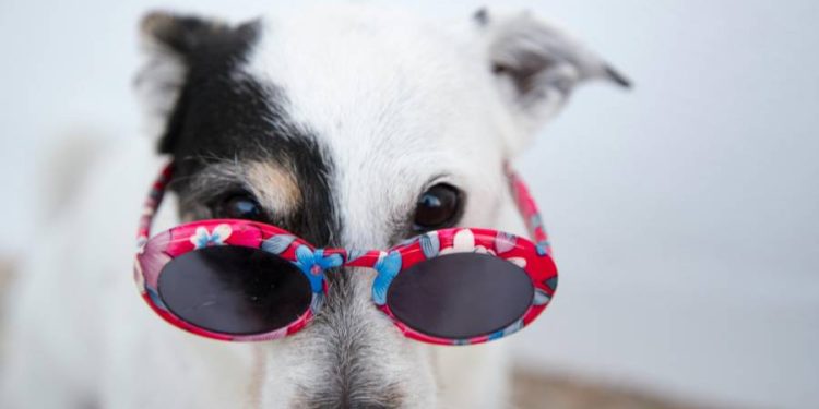 AniMALL: La tienda online líder en el cuidado integral de mascotas en México