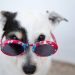 AniMALL: La tienda online líder en el cuidado integral de mascotas en México