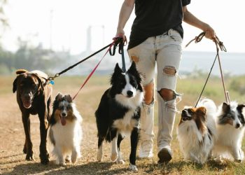 pet lover
