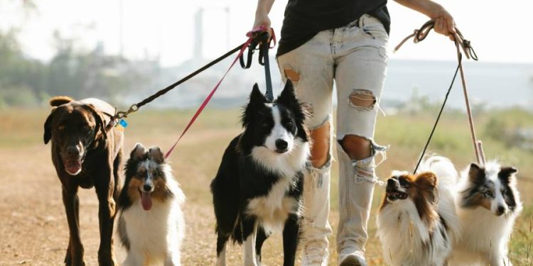 pet lover
