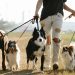 pet lover