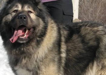 El perro más caro del mundo: Un mercado de lujo en auge