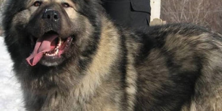 El perro más caro del mundo: Un mercado de lujo en auge
