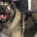 El perro más caro del mundo: Un mercado de lujo en auge