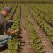 sector agropecuario