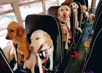 La revolución de los autobuses escolares para perros en Norteamérica