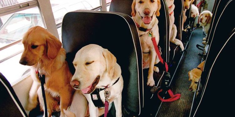 La revolución de los autobuses escolares para perros en Norteamérica