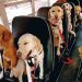 La revolución de los autobuses escolares para perros en Norteamérica