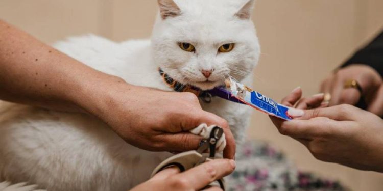 La historia detrás de Churu, el snack japonés favorito de las mascotas