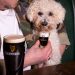 Este pub de Londres lanza cerveza especial para perros y revoluciona la experiencia pet friendly