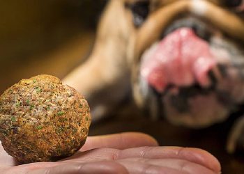 Gabrica presenta Dogo: El alimento natural para mascotas en albóndigas cocidas al vapor