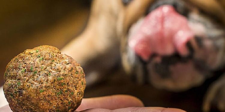 Gabrica presenta Dogo: El alimento natural para mascotas en albóndigas cocidas al vapor