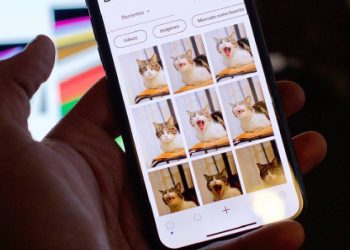 Sabuesos digitales: La app colombiana que une corazones y encuentra mascotas