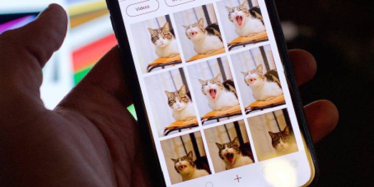 Sabuesos digitales: La app colombiana que une corazones y encuentra mascotas