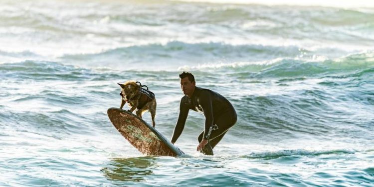 Beneficios del ejercicio conjunto entre humanos y perros