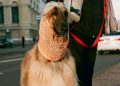 Las mascotas conquistan las redes sociales como figuras de mayor confianza