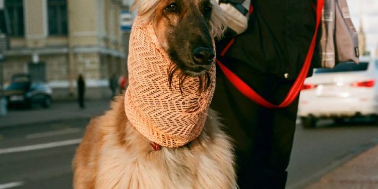 Las mascotas conquistan las redes sociales como figuras de mayor confianza