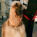 Las mascotas conquistan las redes sociales como figuras de mayor confianza