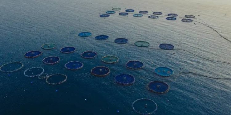Acuicultura en España: Un sector sostenible y en crecimiento