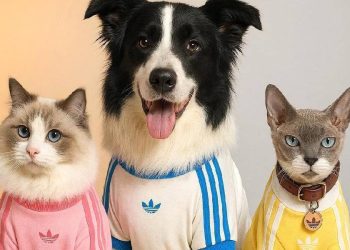 Adidas lanza colección para mascotas: ¿moda o revolución en retail?