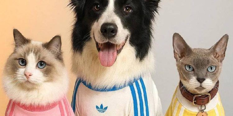 Adidas lanza colección para mascotas: ¿moda o revolución en retail?